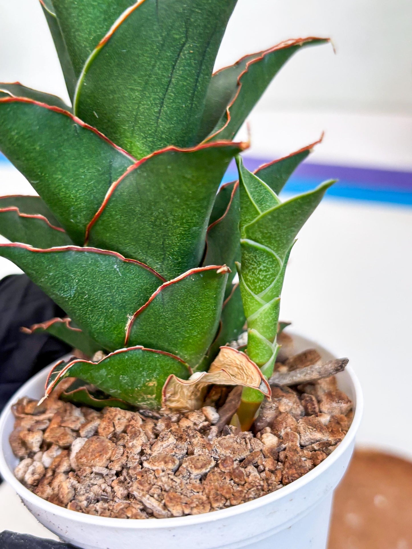 Sansevieria Marlena (H18) | Imported Plants | Rare Hybrid Species