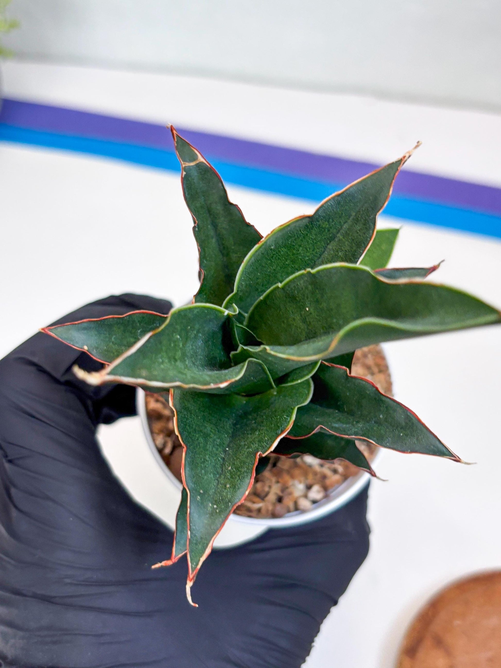 Sansevieria Marlena (H18) | Imported Plants | Rare Hybrid Species