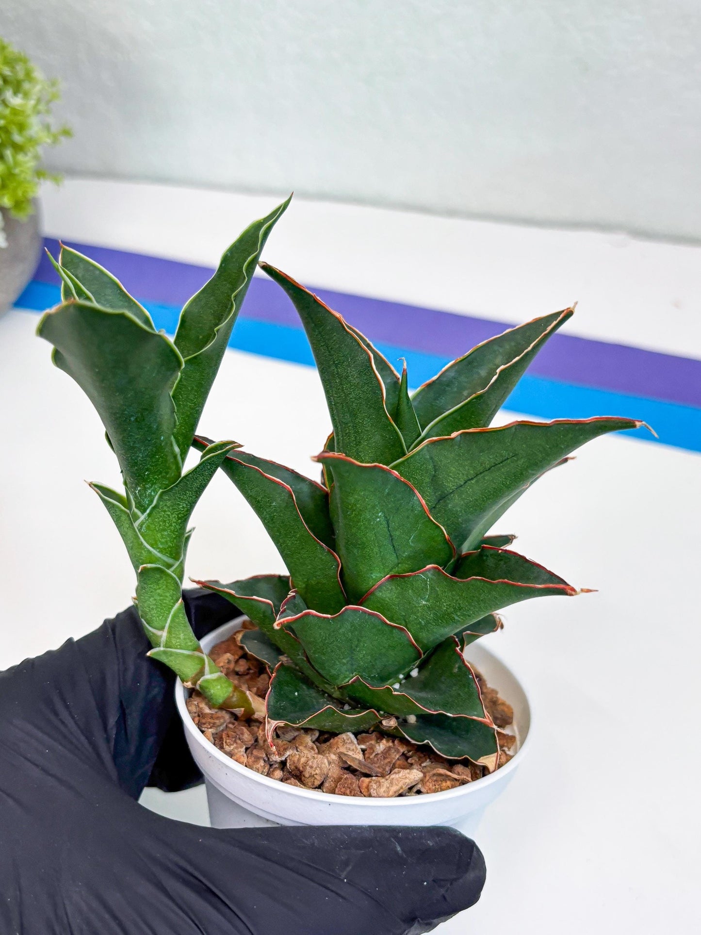 Sansevieria Marlena (Ha18) (g) | Imported Plants | Rare Hybrid Species