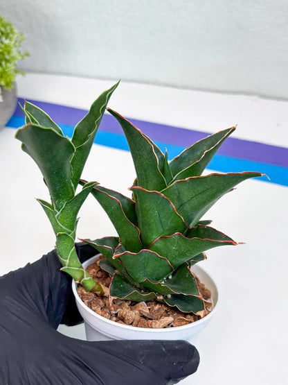 Sansevieria Marlena (Ha18) (g) | Imported Plants | Rare Hybrid Species