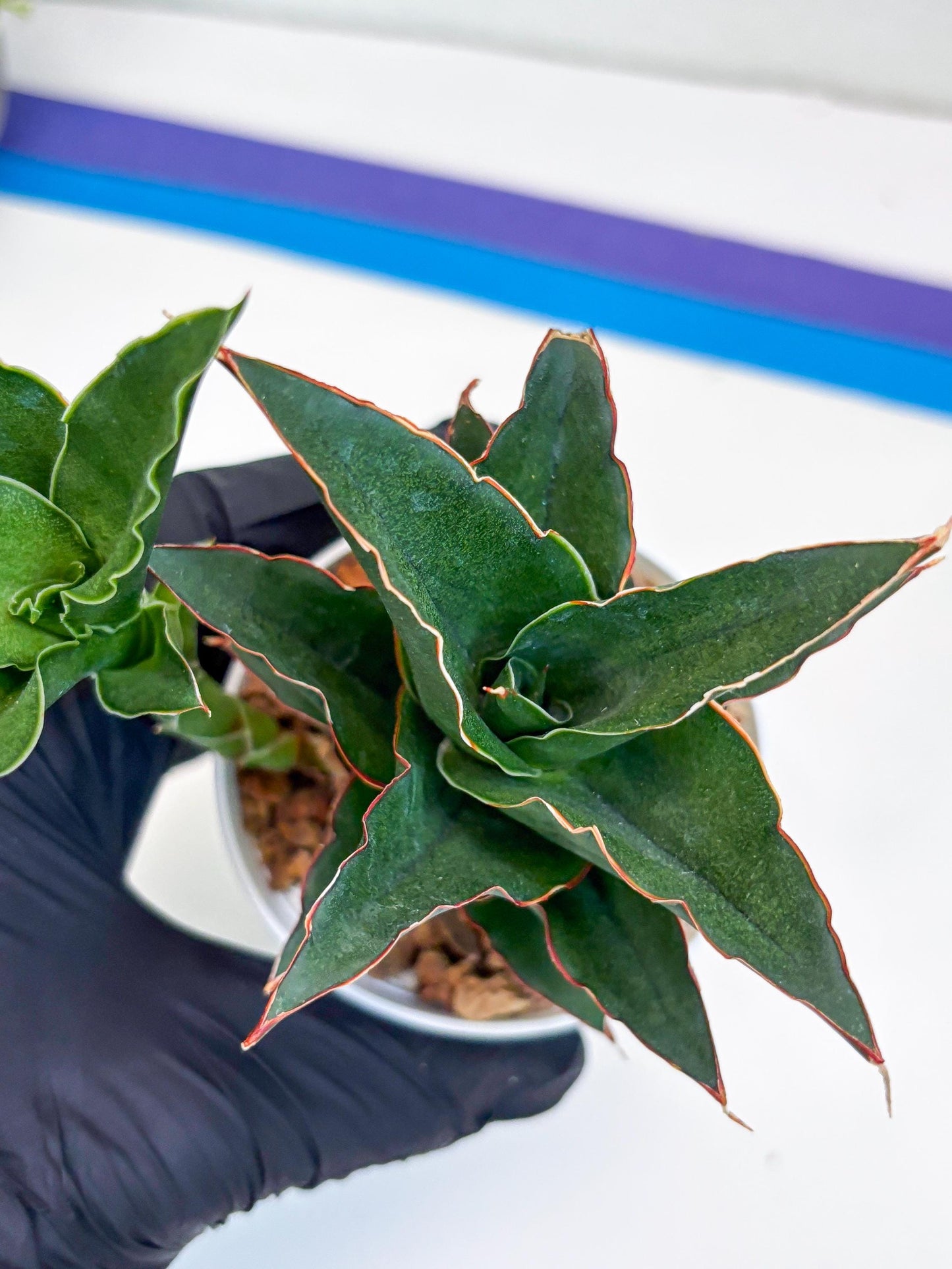 Sansevieria Marlena (Ha18) (g) | Imported Plants | Rare Hybrid Species