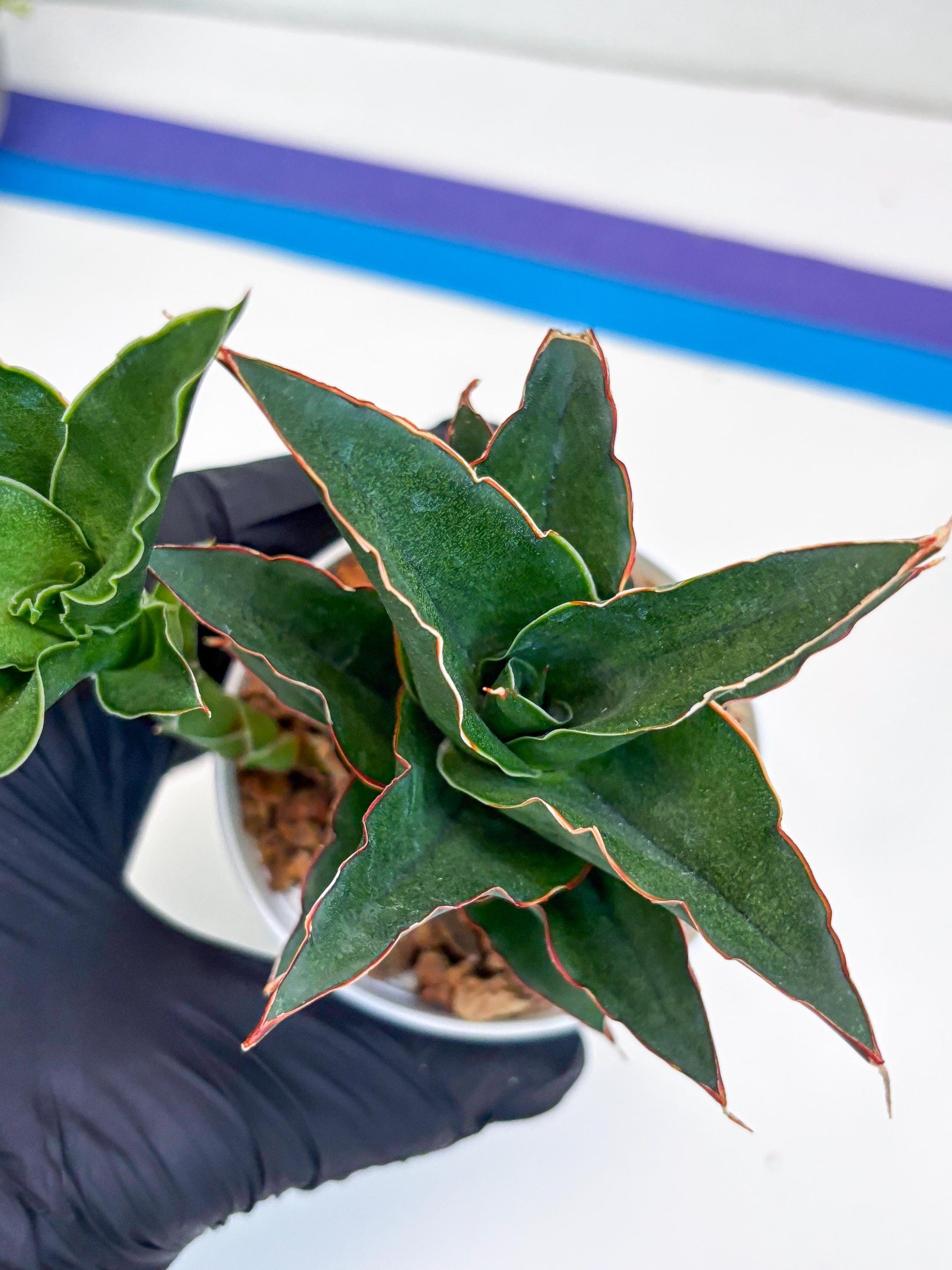 Sansevieria Marlena (Ha18) (g) | Imported Plants | Rare Hybrid Species