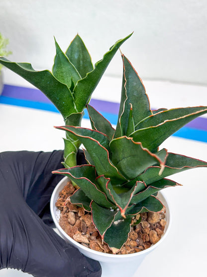 Sansevieria Marlena (Ha18) (g) | Imported Plants | Rare Hybrid Species