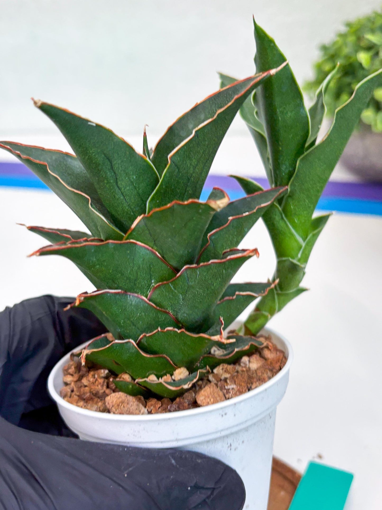 Sansevieria Marlena (Ha18) (g) | Imported Plants | Rare Hybrid Species