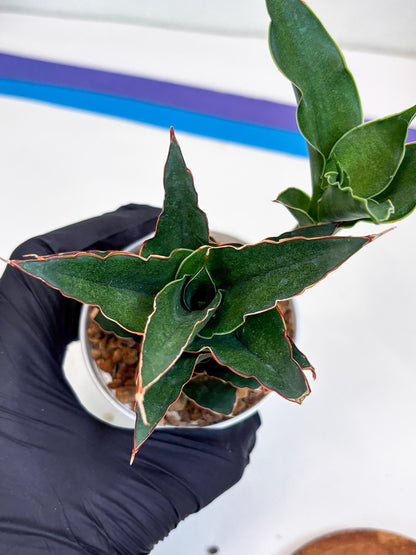 Sansevieria Marlena (Ha18) (g) | Imported Plants | Rare Hybrid Species