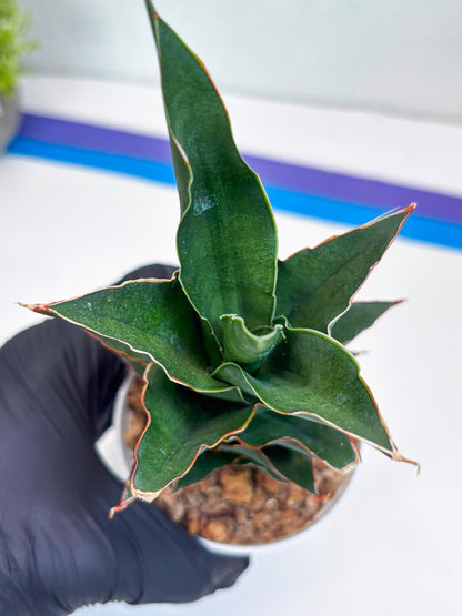 Sansevieria Marlena (Ha18) (r) | Imported Plants | Rare Hybrid Species