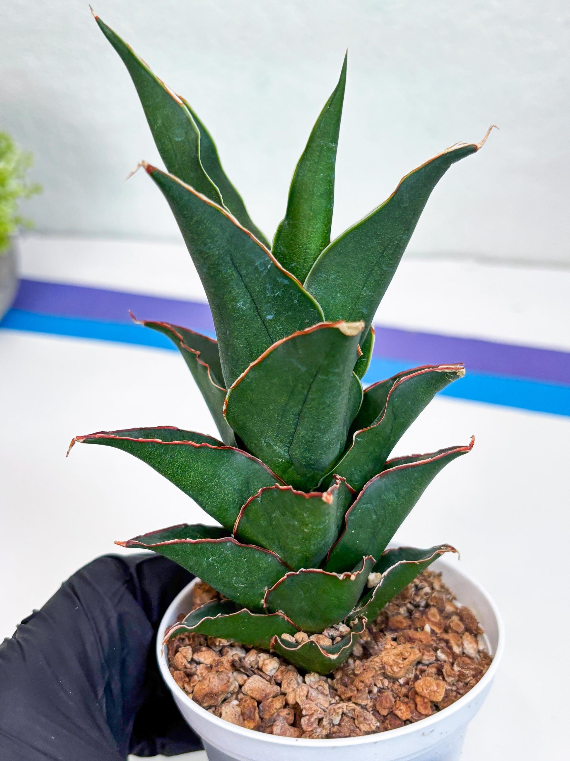 Sansevieria Marlena (Ha18) (r) | Imported Plants | Rare Hybrid Species