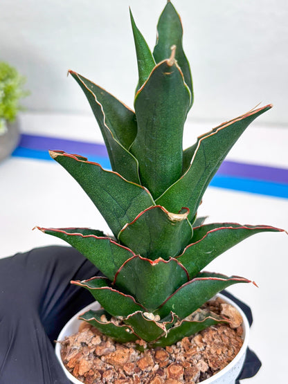 Sansevieria Marlena (Ha18) (r) | Imported Plants | Rare Hybrid Species