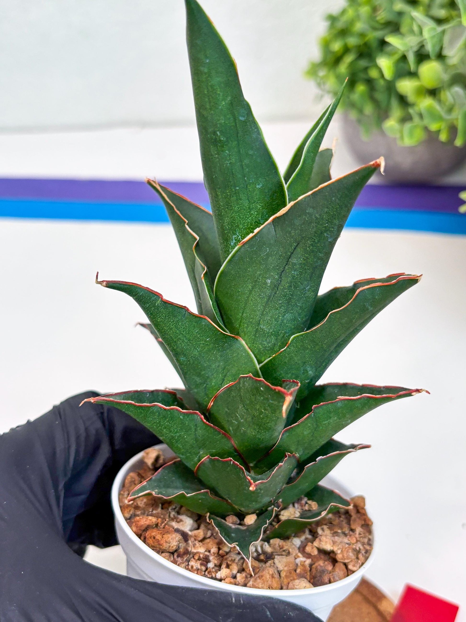Sansevieria Marlena (Ha18) (r) | Imported Plants | Rare Hybrid Species