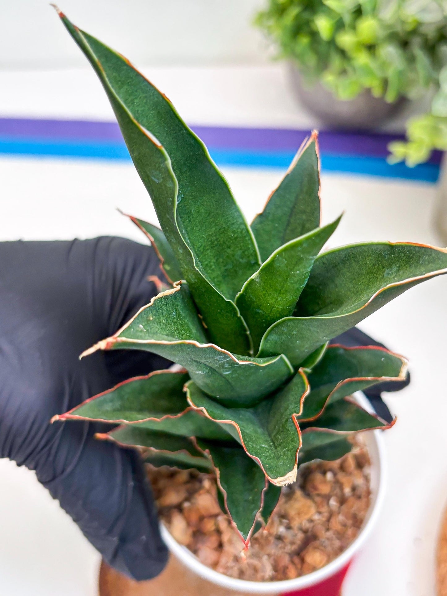 Sansevieria Marlena (Ha18) (r) | Imported Plants | Rare Hybrid Species