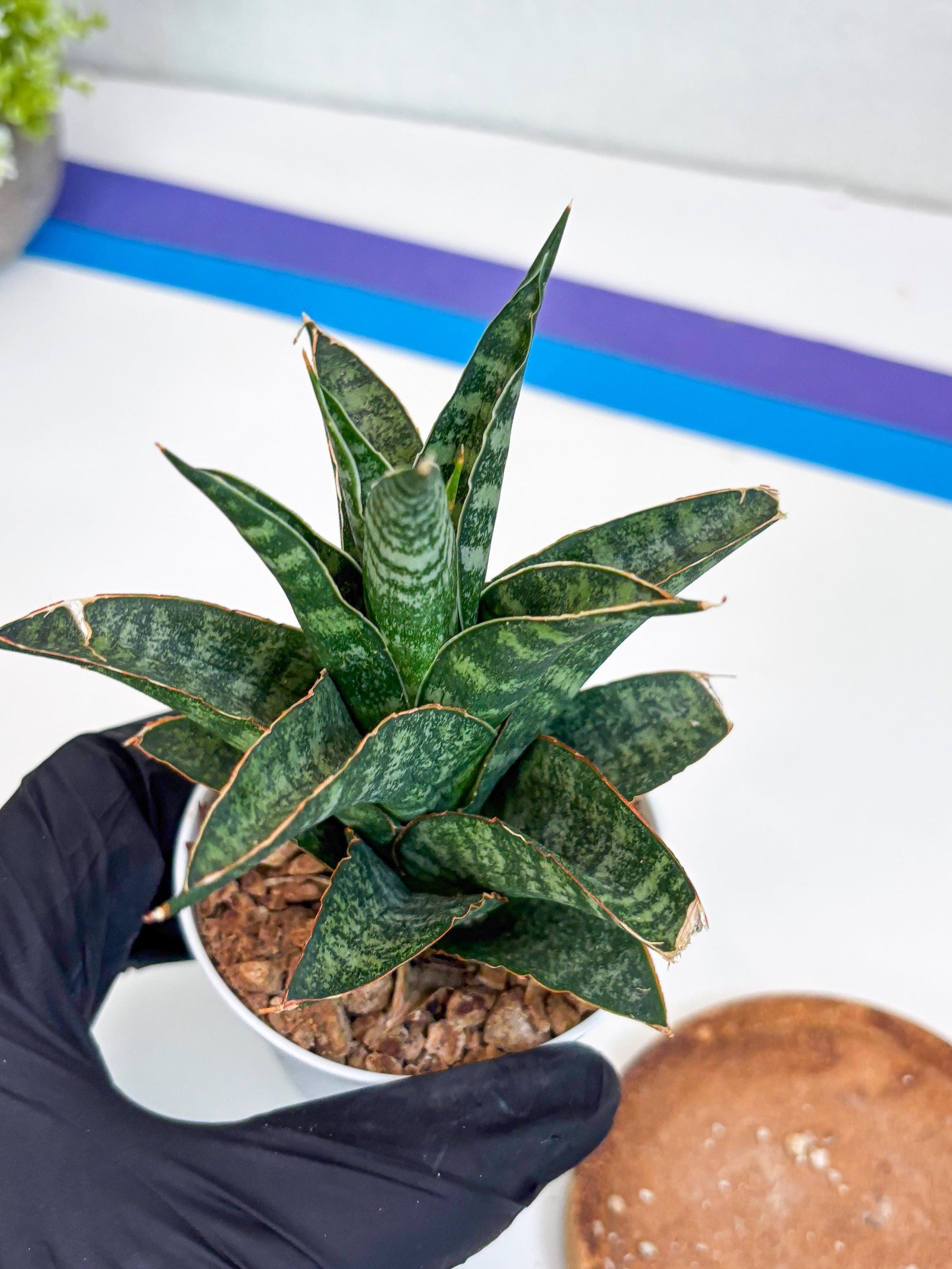 Sansevieria Teletubbies (H19) | Imported Plants