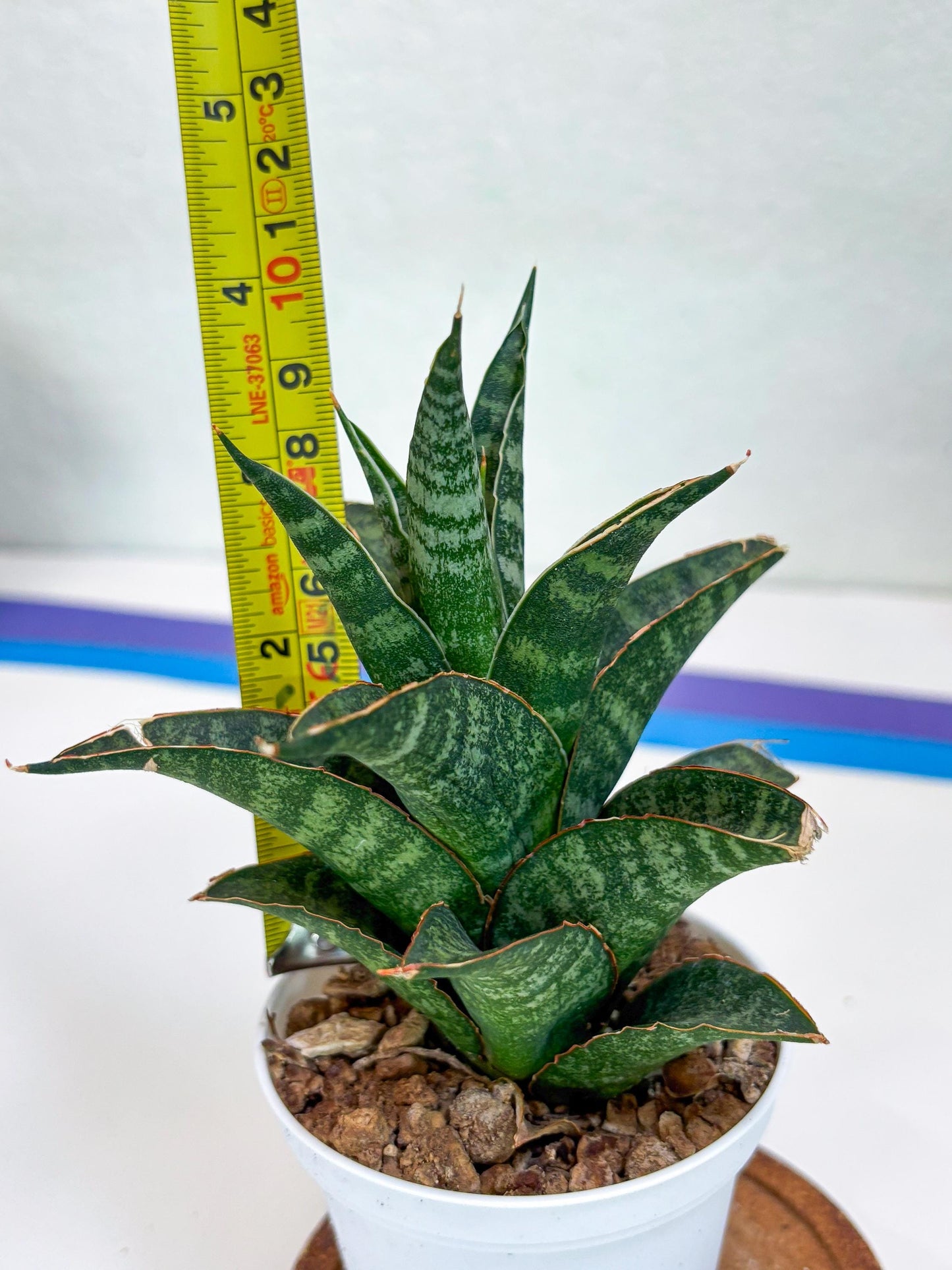 Sansevieria Teletubbies (H19) | Imported Plants
