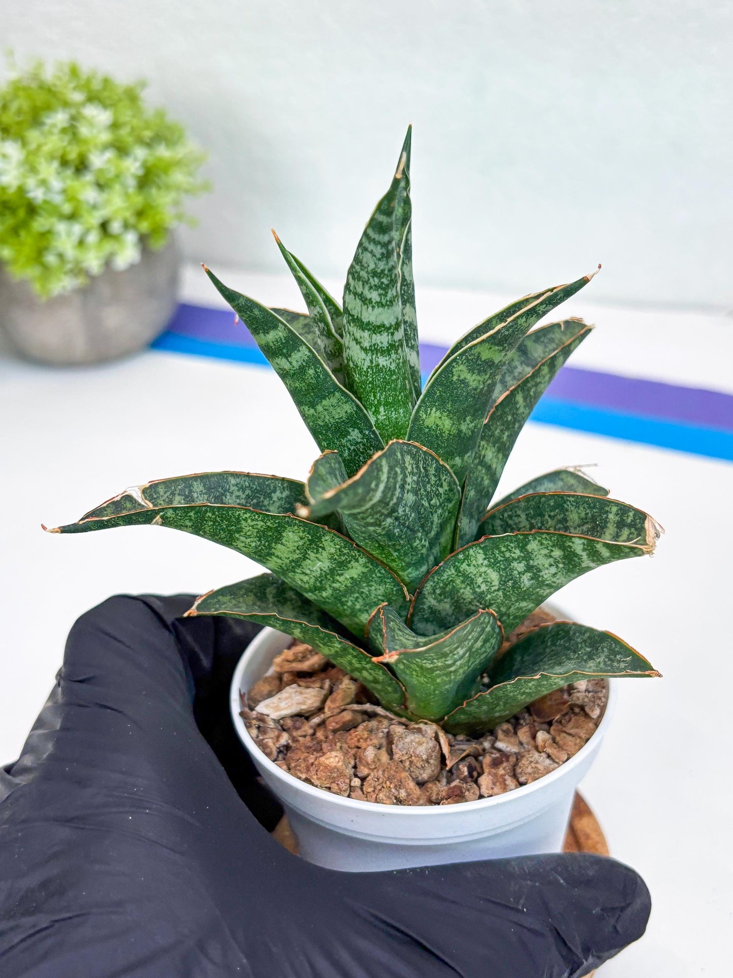 Sansevieria Teletubbies (H19) | Imported Plants