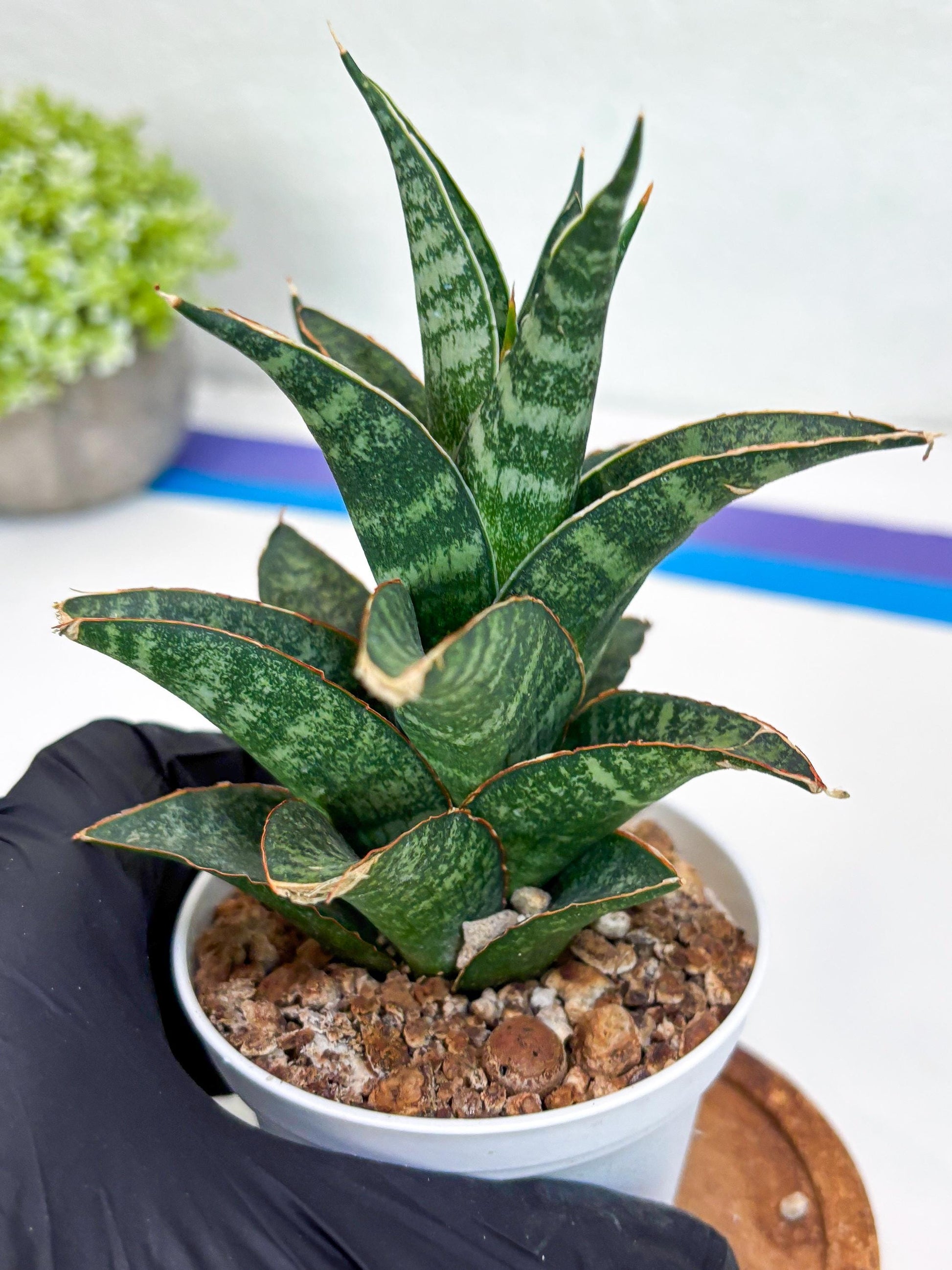 Sansevieria Teletubbies (H19) | Imported Plants