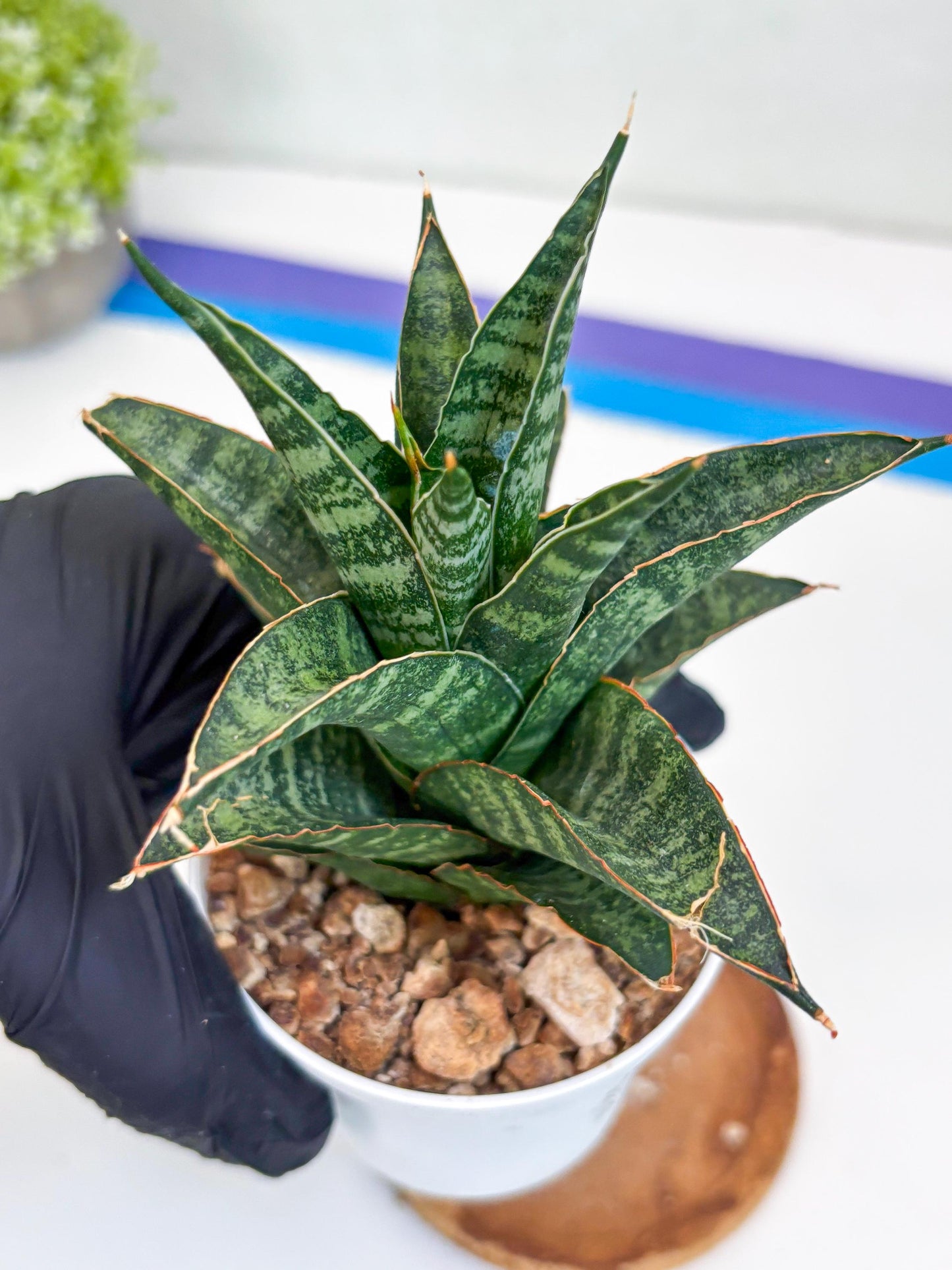 Sansevieria Teletubbies (H19) | Imported Plants