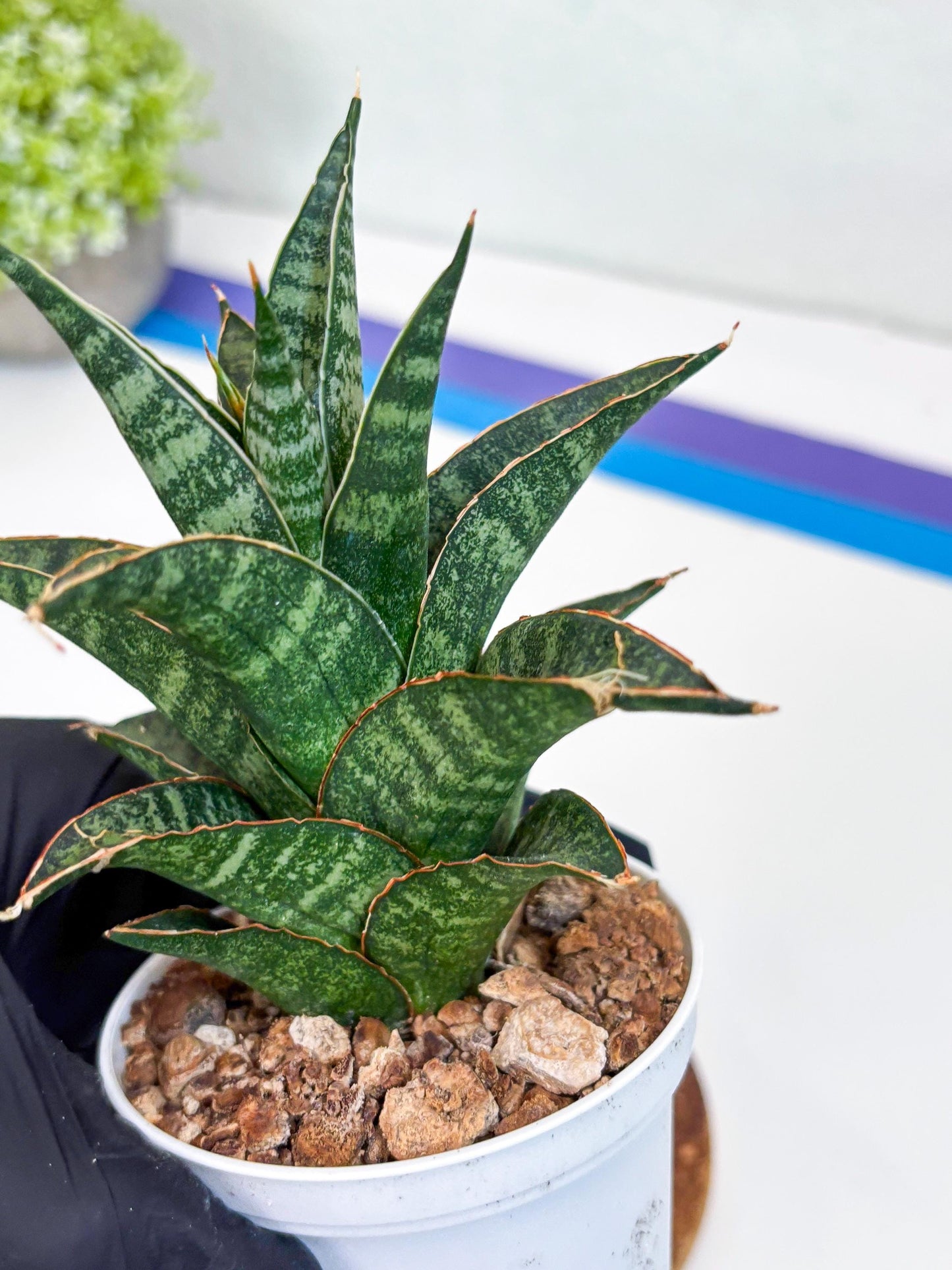 Sansevieria Teletubbies (H19) | Imported Plants