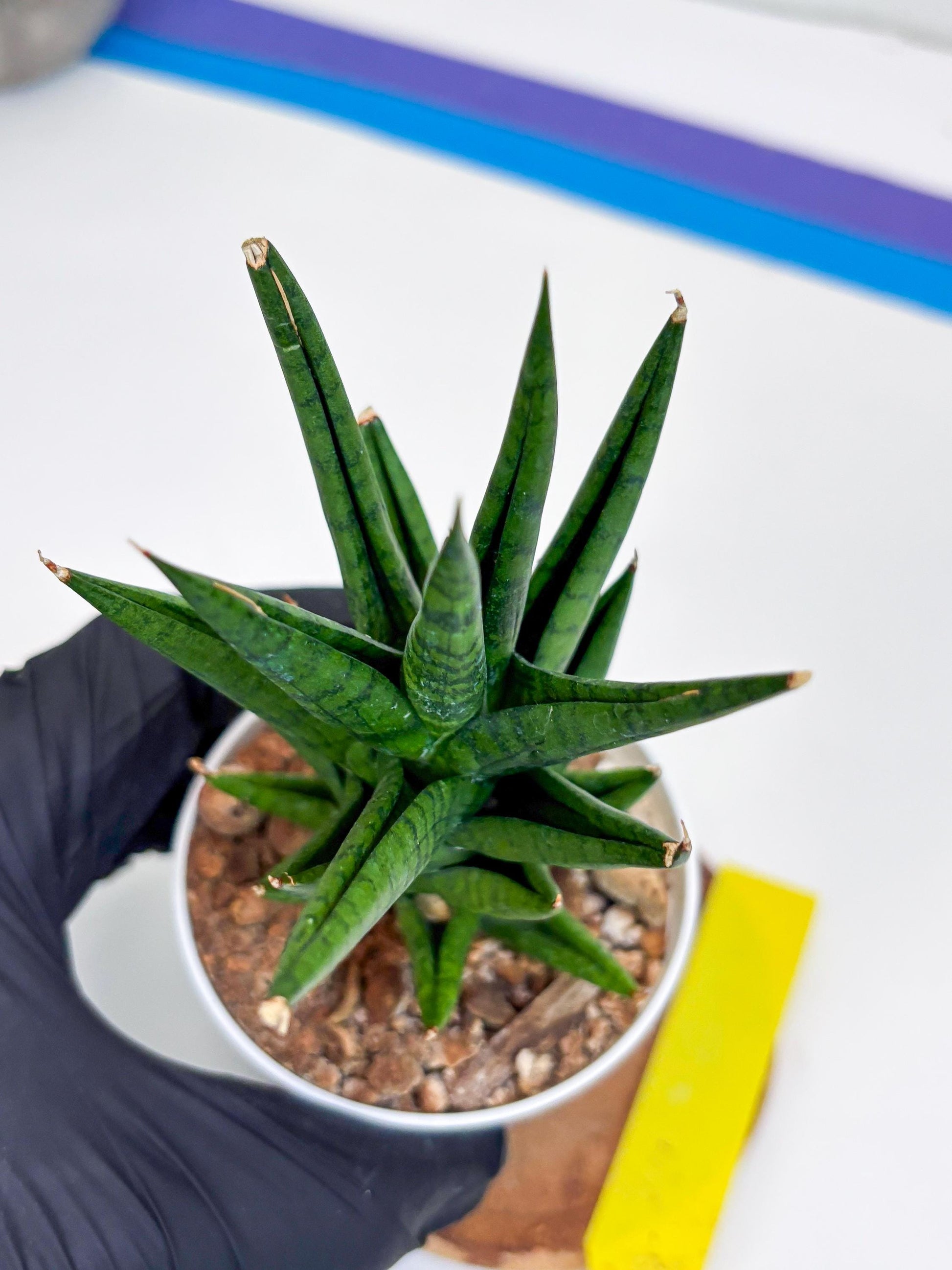 Sansevieria Tesya (H20) | Imported Plants | Rare Hybrid Species