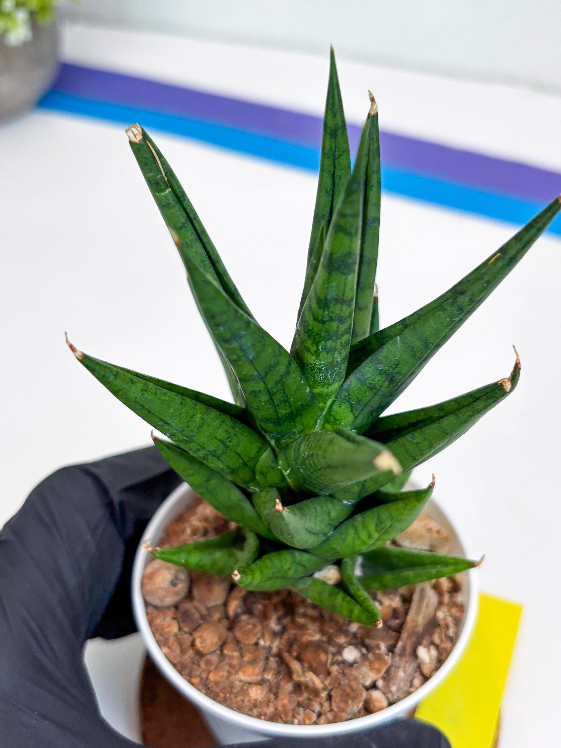 Sansevieria Tesya (H20) | Imported Plants | Rare Hybrid Species