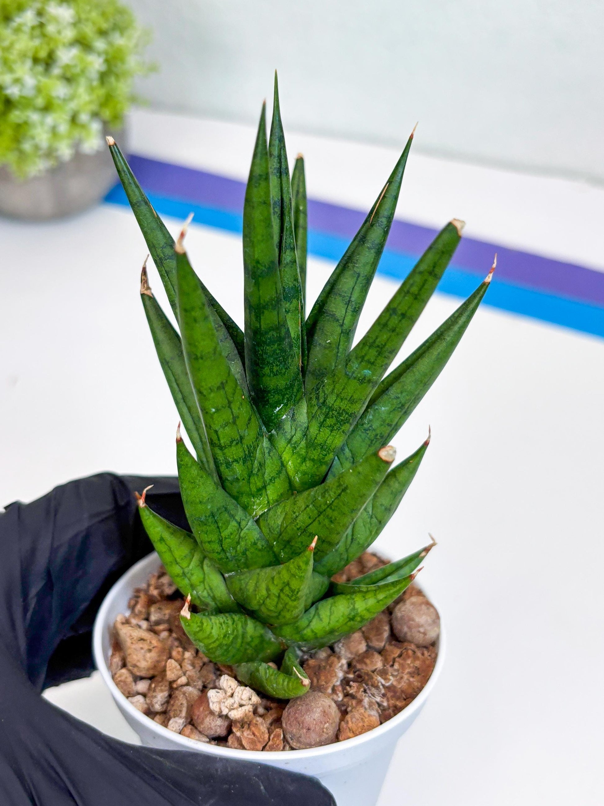 Sansevieria Tesya (H20) | Imported Plants | Rare Hybrid Species