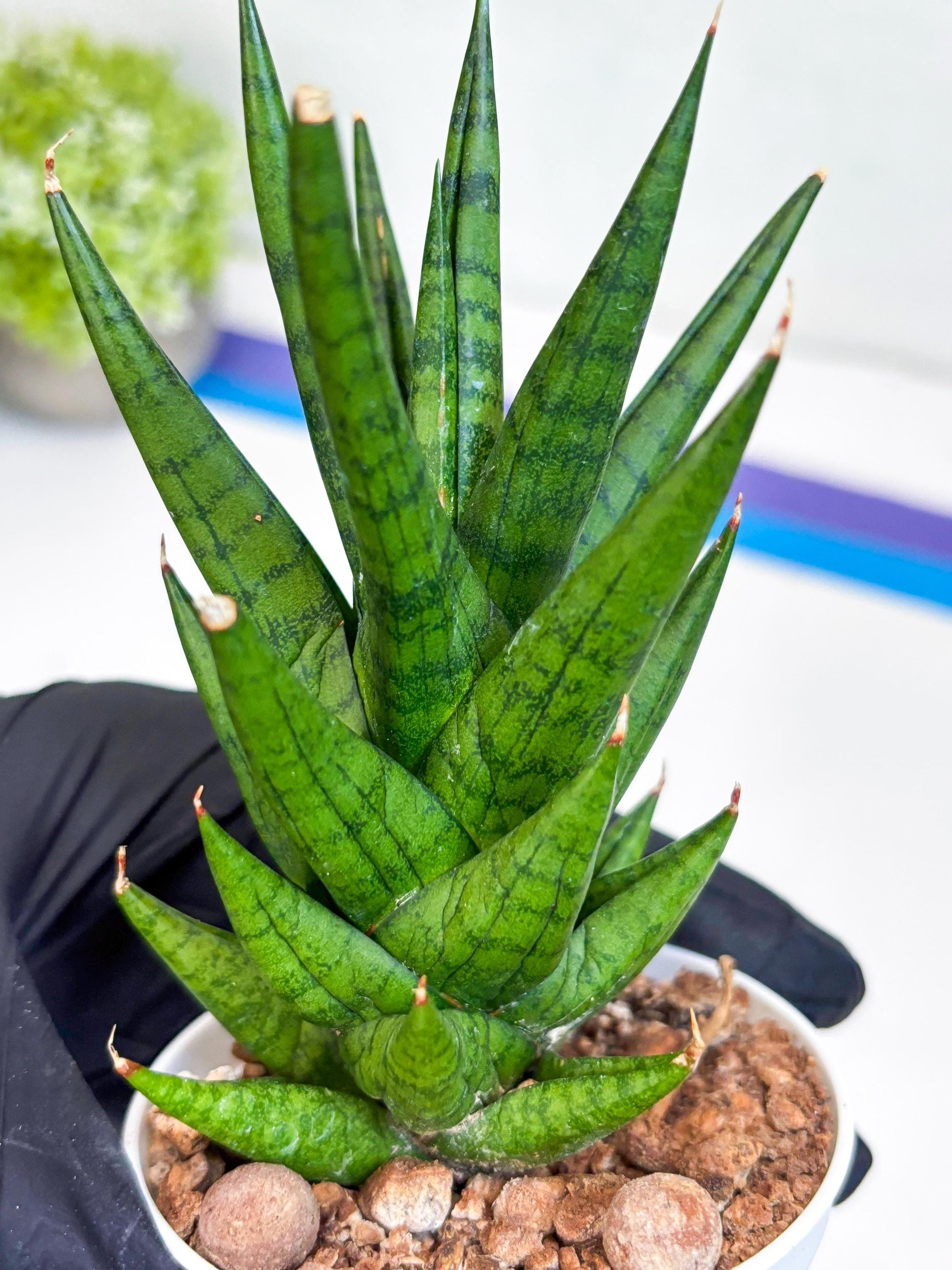 Sansevieria Tesya (H20) | Imported Plants | Rare Hybrid Species