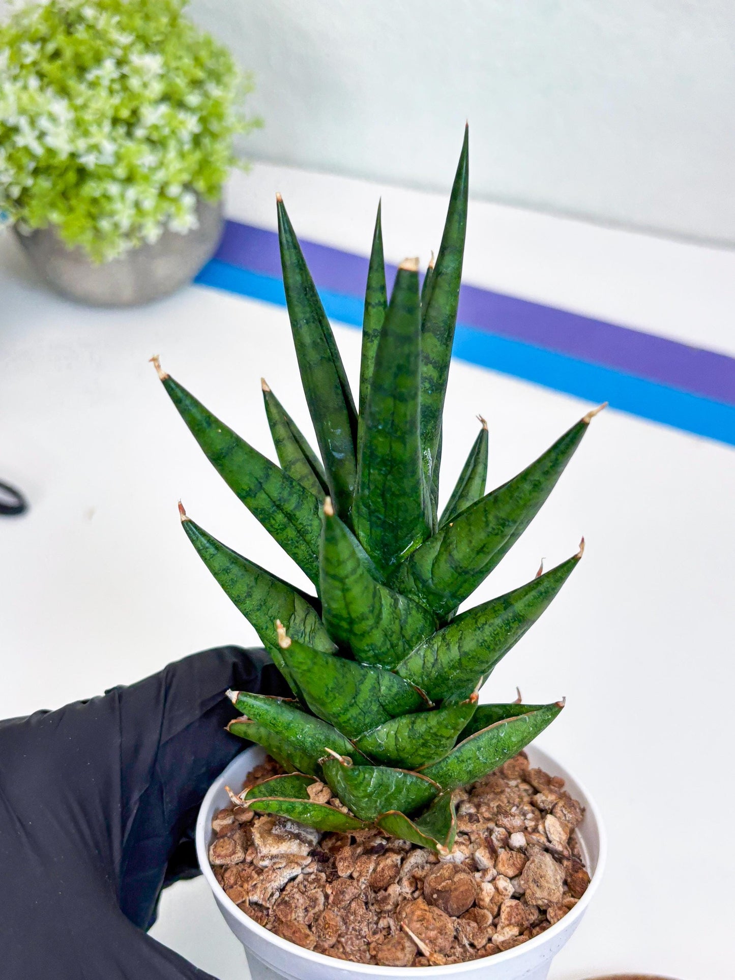 Sansevieria Tesya (Ha20) (p) | Imported Plant