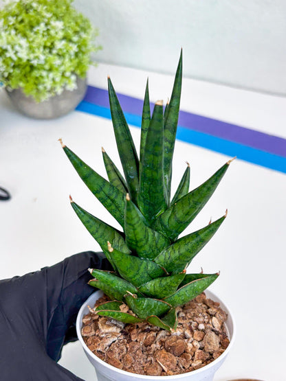 Sansevieria Tesya (Ha20) (p) | Imported Plant
