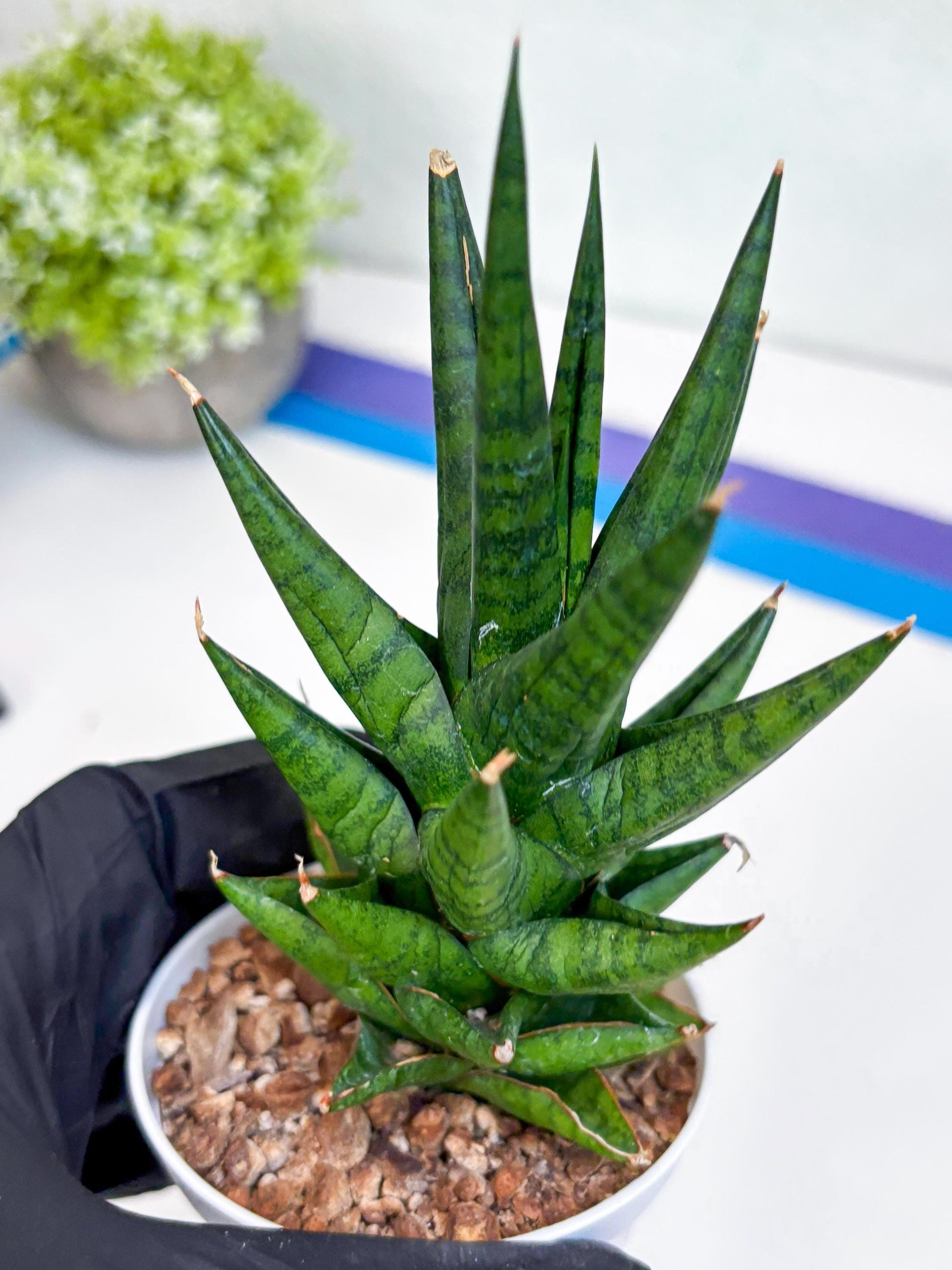 Sansevieria Tesya (Ha20) (p) | Imported Plant
