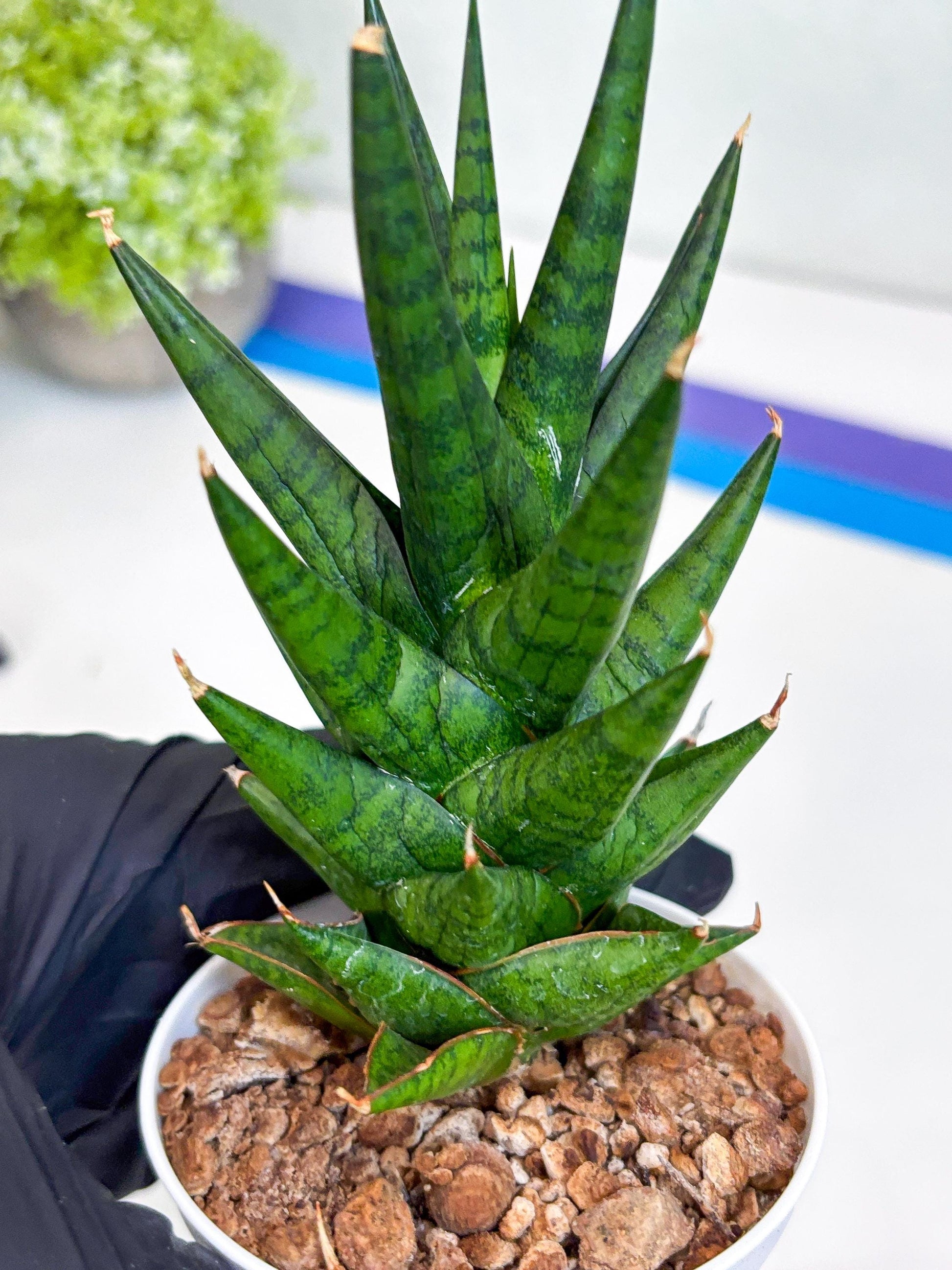 Sansevieria Tesya (Ha20) (p) | Imported Plant