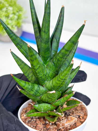 Sansevieria Tesya (Ha20) (p) | Imported Plant