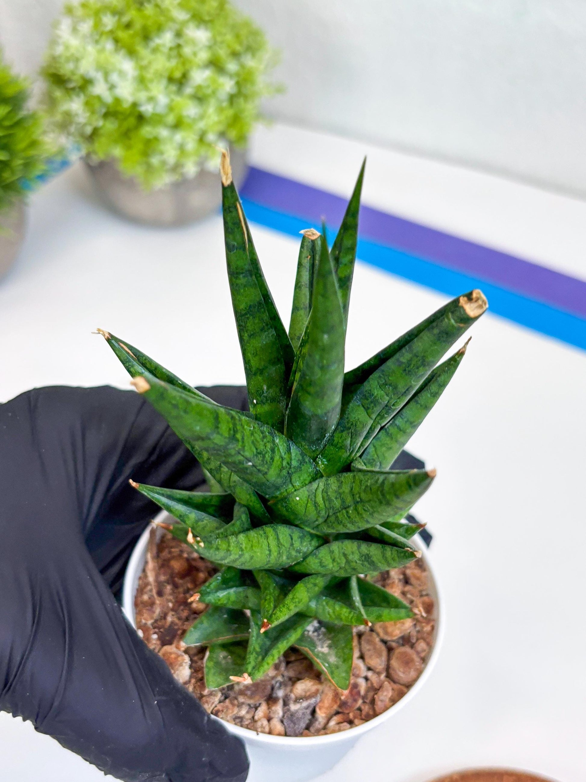 Sansevieria Tesya (Ha20) (b) | Imported Plant