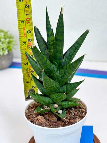 Sansevieria Tesya (Ha20) (b) | Imported Plant