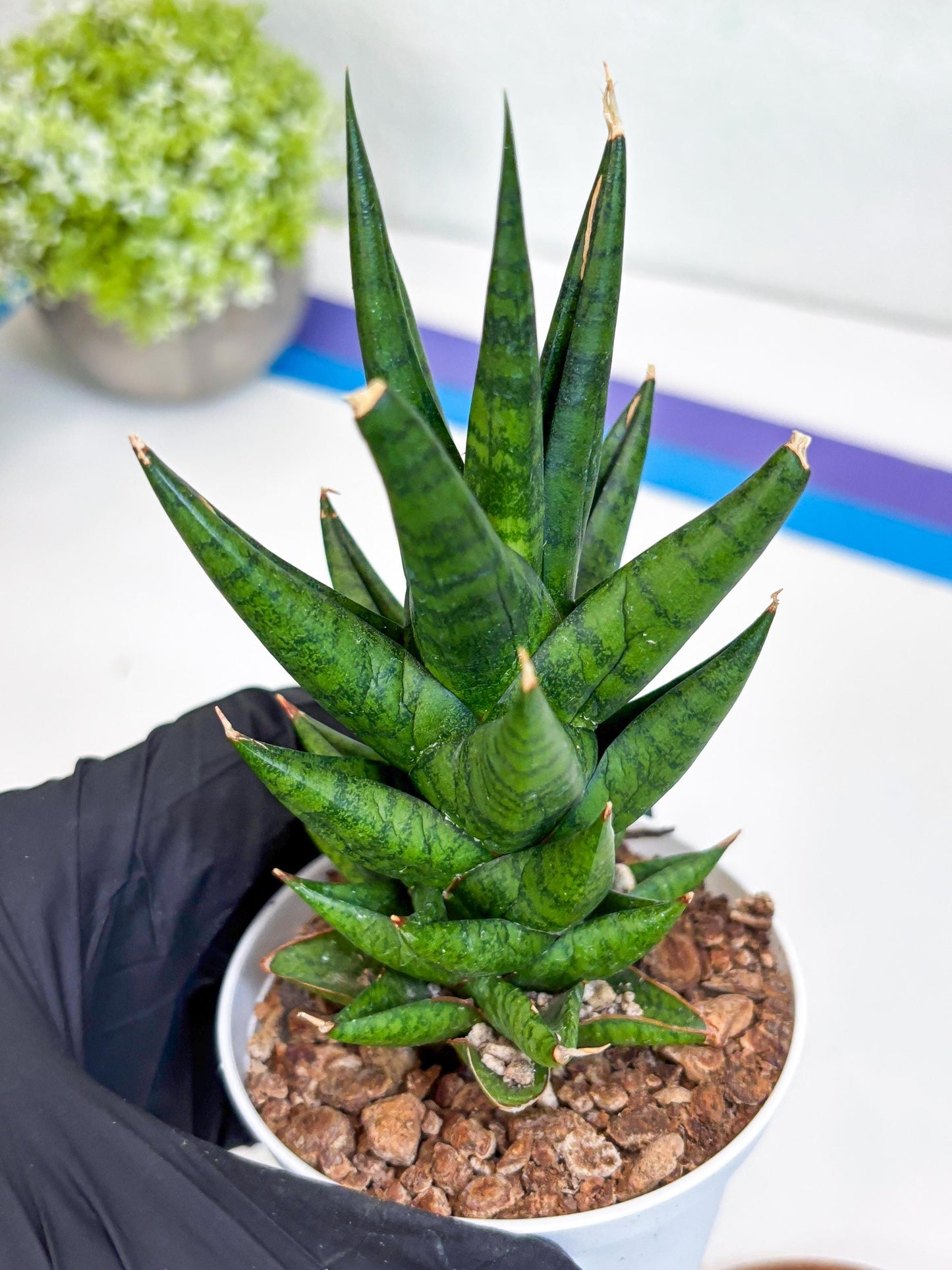Sansevieria Tesya (Ha20) (b) | Imported Plant