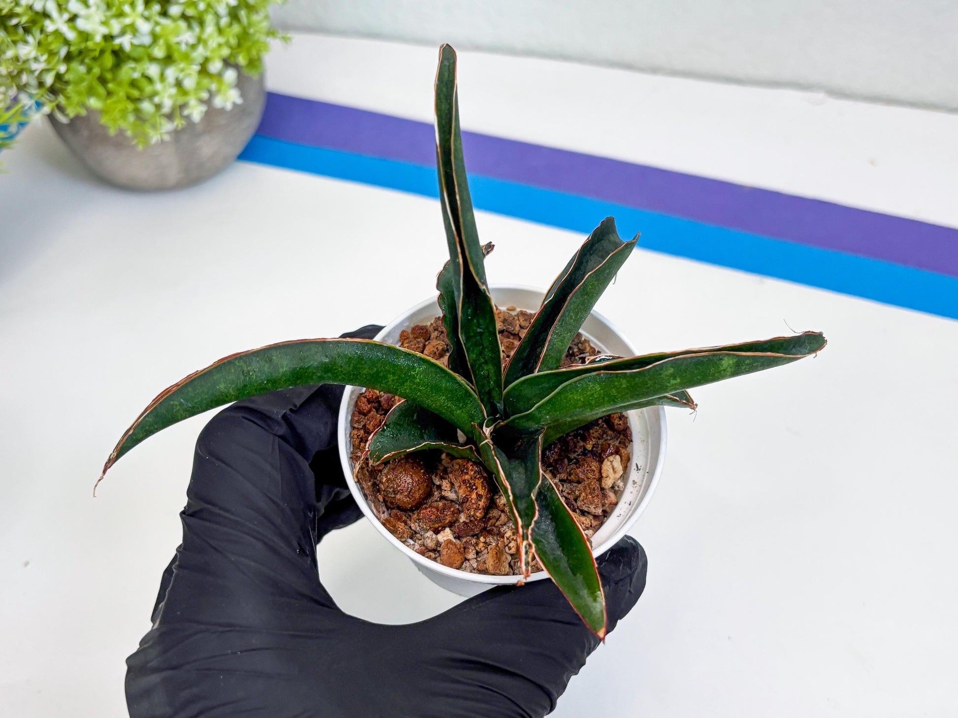 Sansevieria Aethiopica (#H22) | Imported Snake Plants