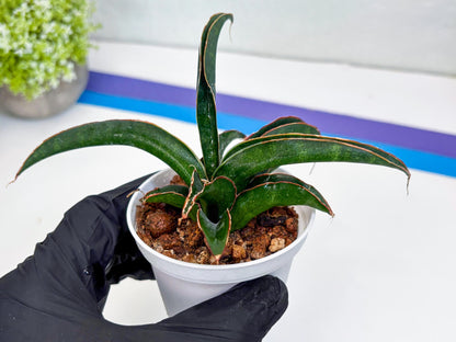 Sansevieria Aethiopica (#H22) | Imported Snake Plants