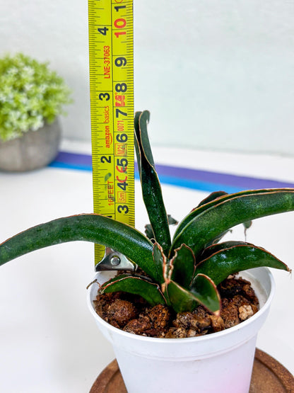 Sansevieria Aethiopica (#H22) | Imported Snake Plants