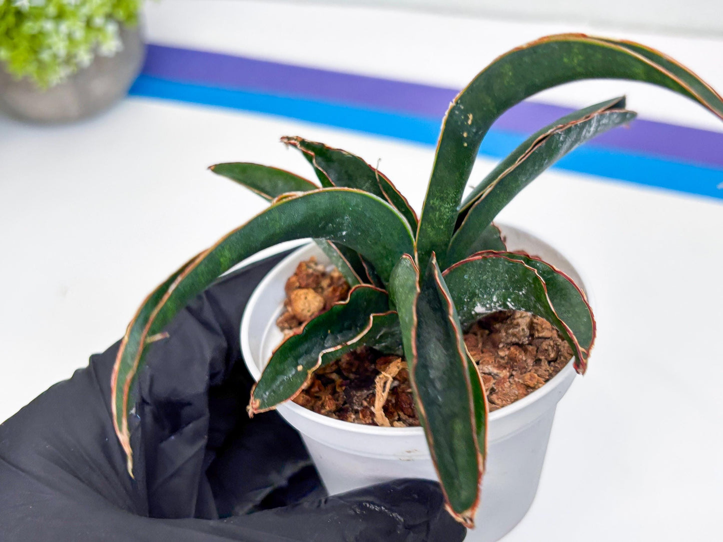 Sansevieria Aethiopica (#H22) | Imported Snake Plants
