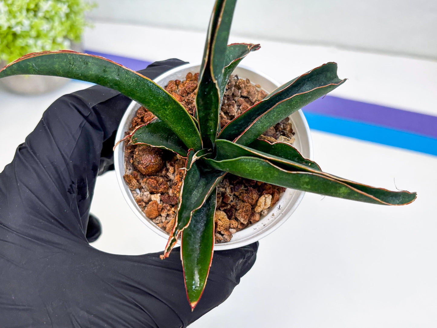 Sansevieria Aethiopica (#H22) | Imported Snake Plants