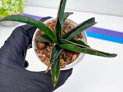 Sansevieria Aethiopica (#H22) | Imported Snake Plants