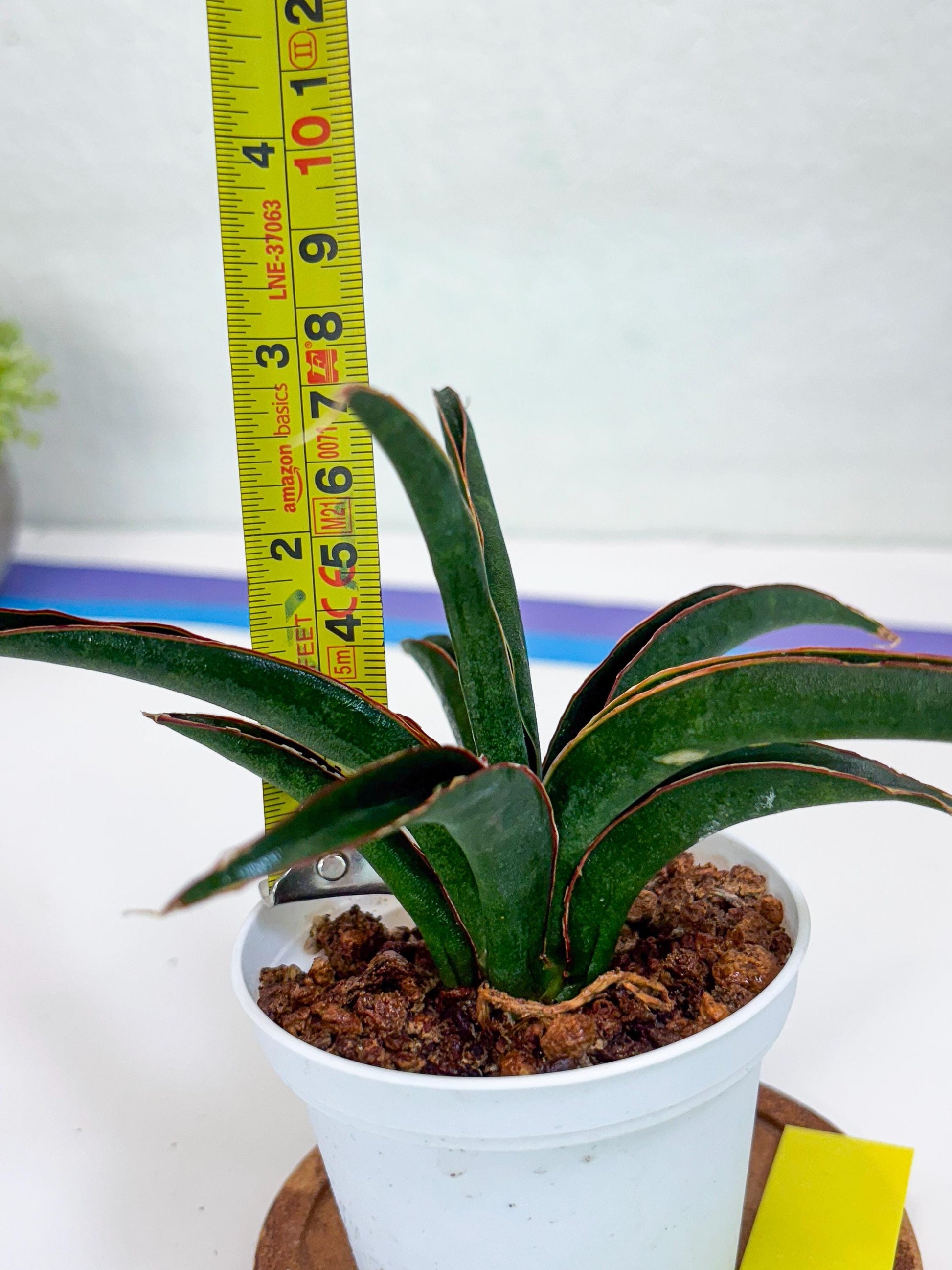 Sansevieria Aethiopica (Ha22) (y) | Imported Snake Plants
