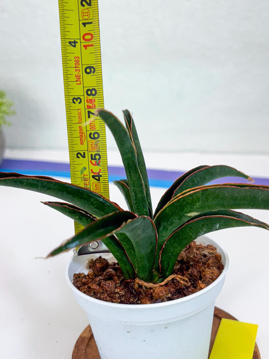 Sansevieria Aethiopica (Ha22) (y) | Imported Snake Plants