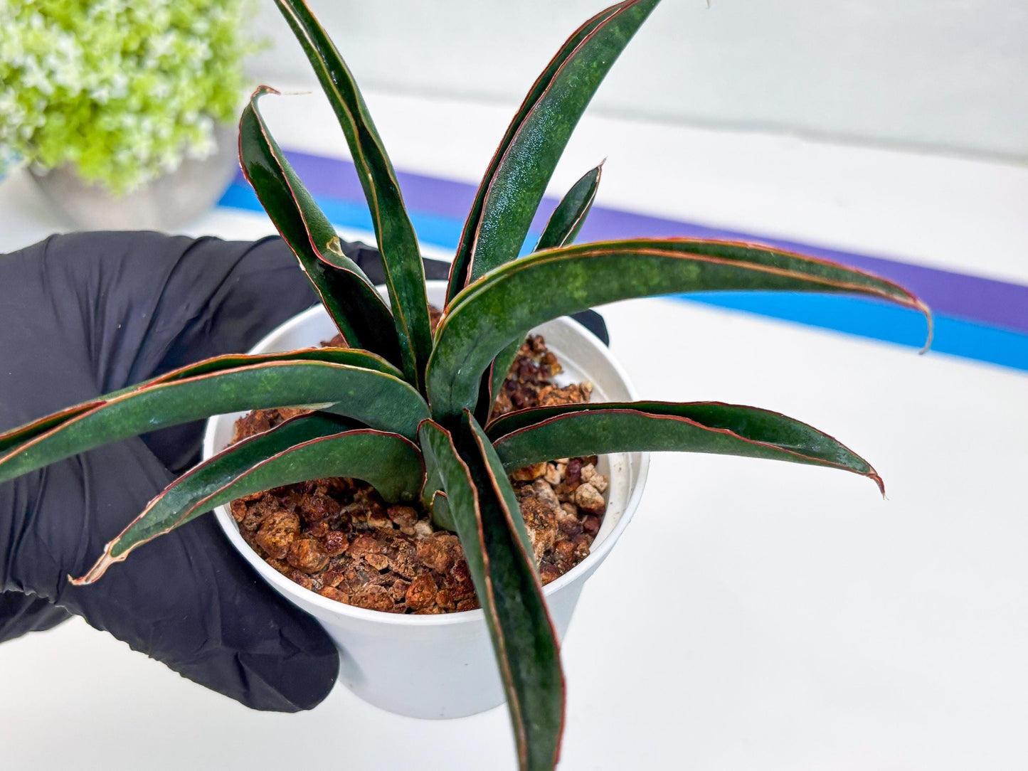 Sansevieria Aethiopica (Ha22) (y) | Imported Snake Plants