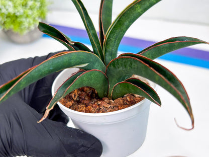 Sansevieria Aethiopica (Ha22) (y) | Imported Snake Plants