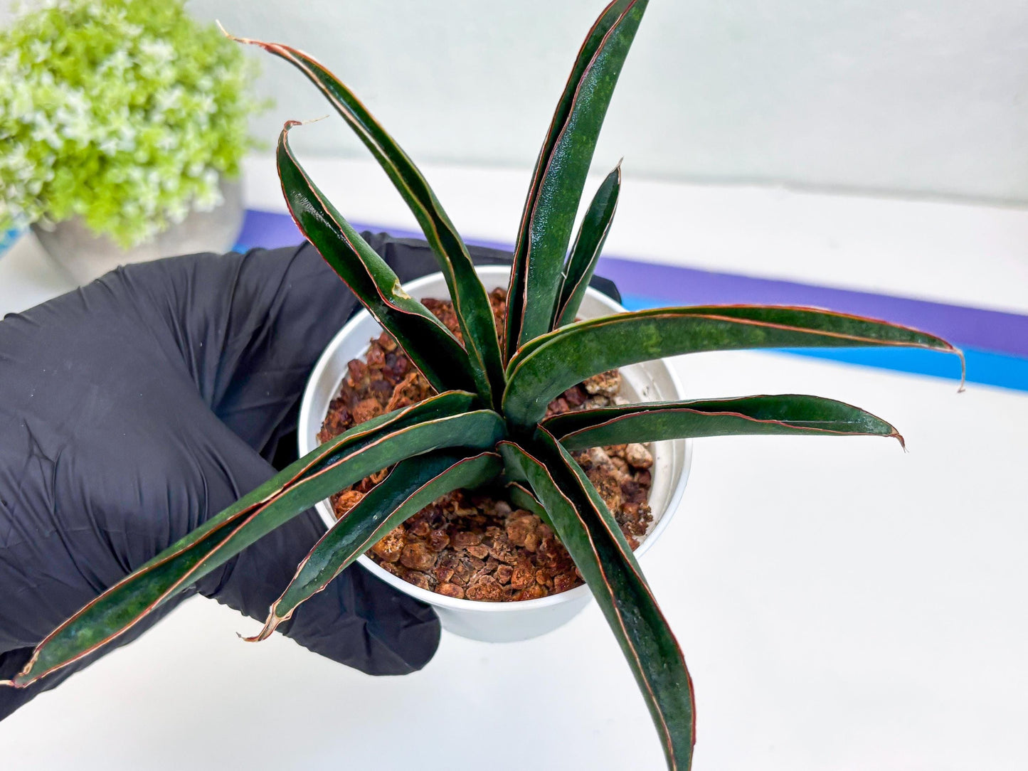 Sansevieria Aethiopica (Ha22) (y) | Imported Snake Plants