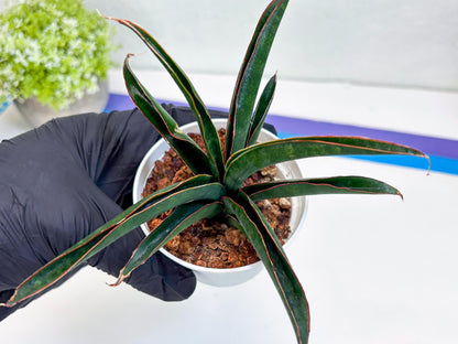 Sansevieria Aethiopica (Ha22) (y) | Imported Snake Plants