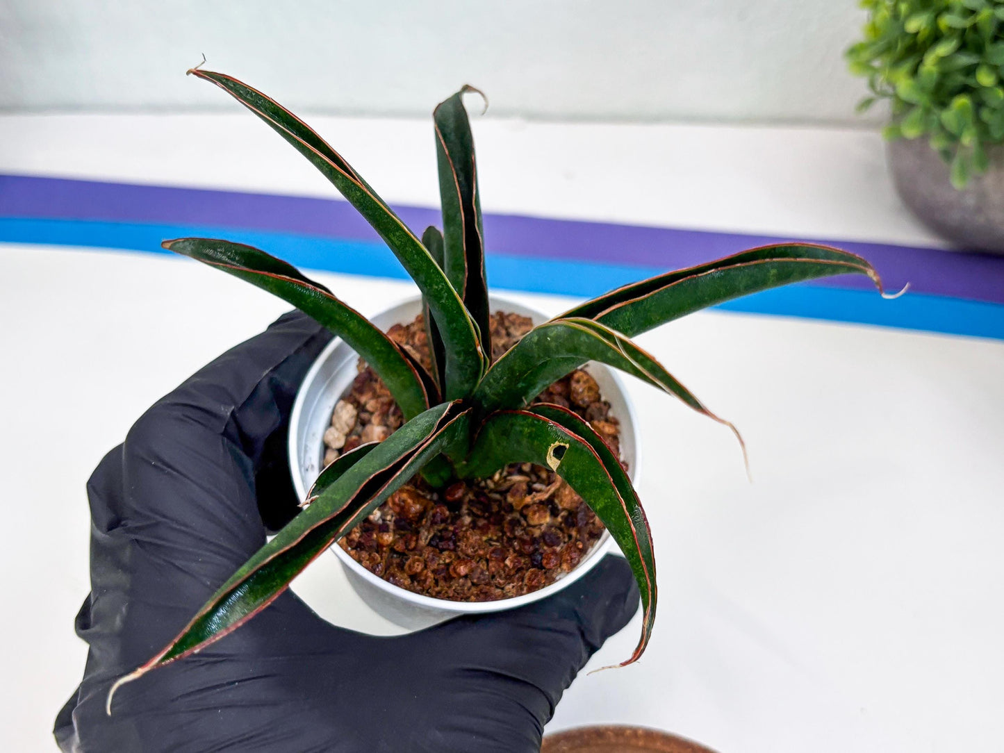 Sansevieria Aethiopica (Ha22) (y) | Imported Snake Plants
