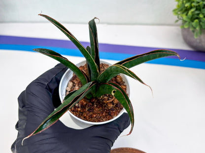 Sansevieria Aethiopica (Ha22) (y) | Imported Snake Plants