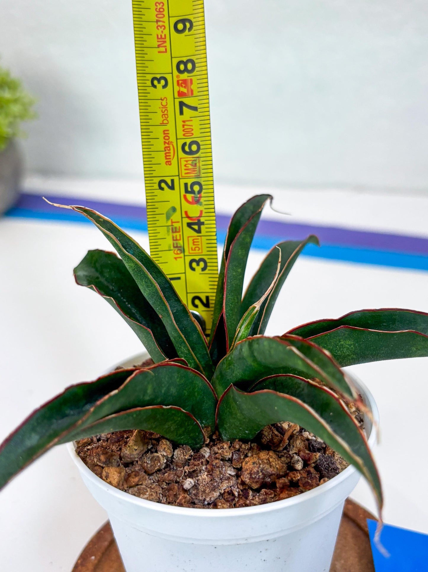 Sansevieria Aethiopica (Ha22) (B) | Imported Snake Plants
