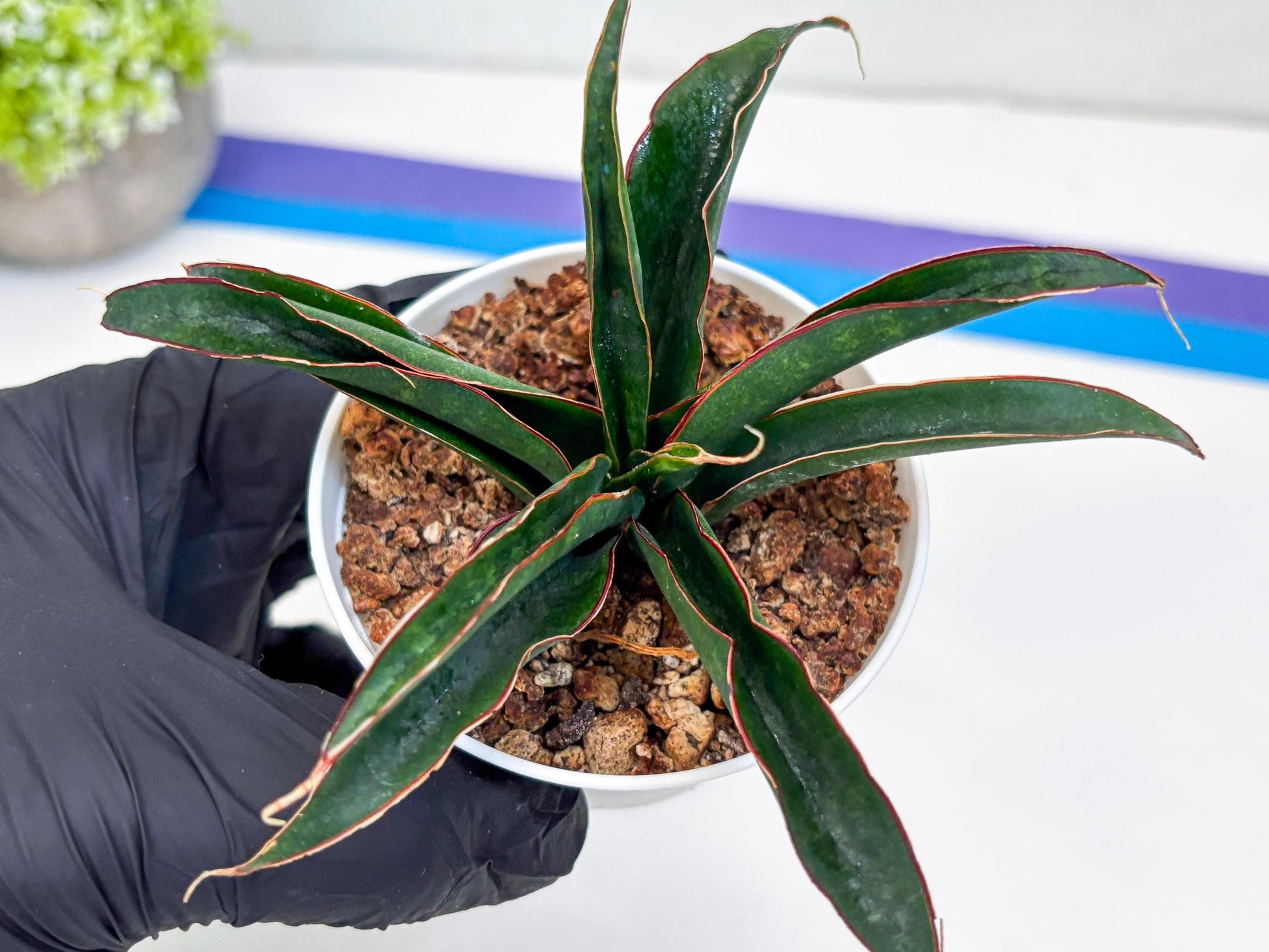 Sansevieria Aethiopica (Ha22) (B) | Imported Snake Plants