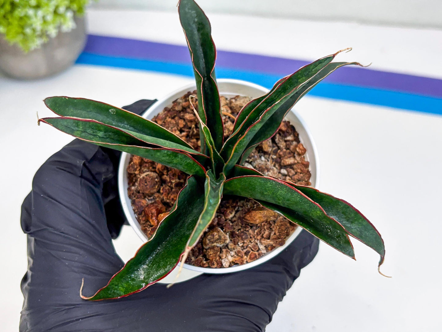 Sansevieria Aethiopica (Ha22) (B) | Imported Snake Plants