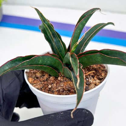 Sansevieria Aethiopica (Ha22) (B) | Imported Snake Plants